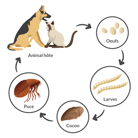 Des Puces Chez Le Chat Et Chien