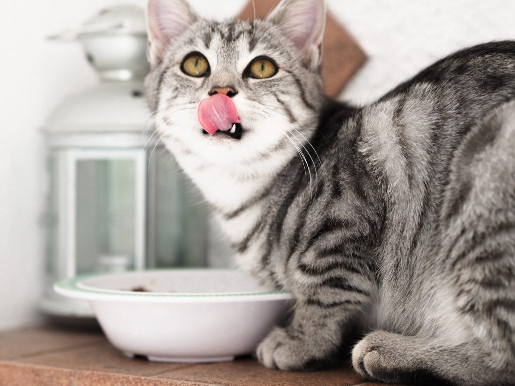 chat en train de manger ses croquettes