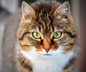 Chat stressé, inquiet, angoissé, nerveux