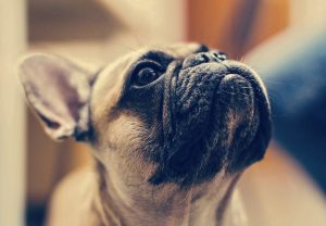 Nettoyant yeux et oreilles chiens et chats - chien probleme oculaire auditif 