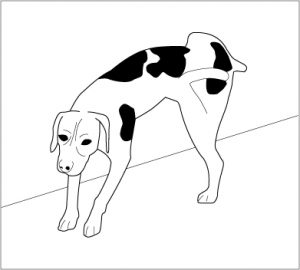 Comment repousser un chien qui urine ou fait ses besoins devant