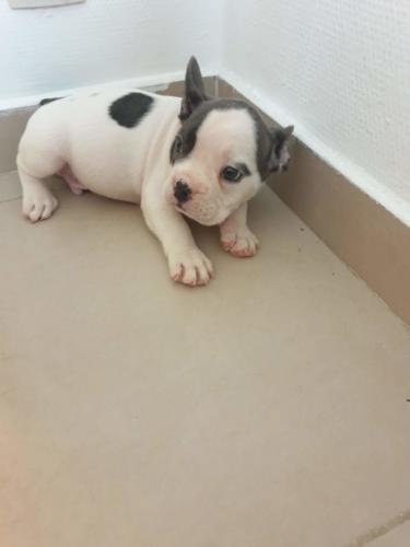 Coco