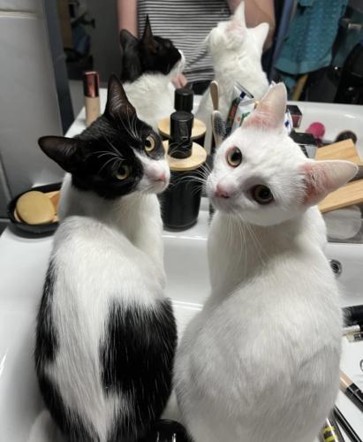 Gucci et Mitsi