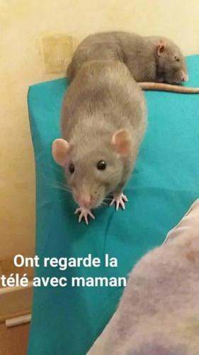 Louna et Ratatouille