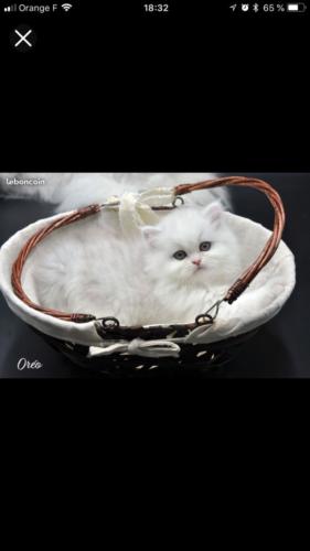 Océan