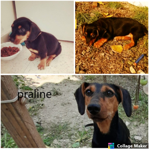 Praline