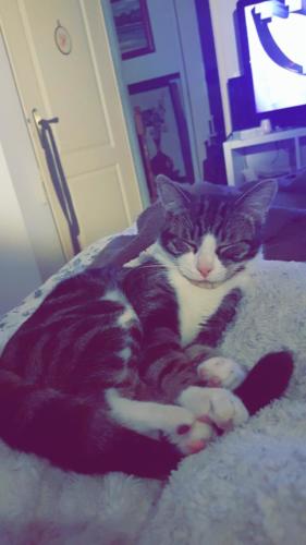 Pumba