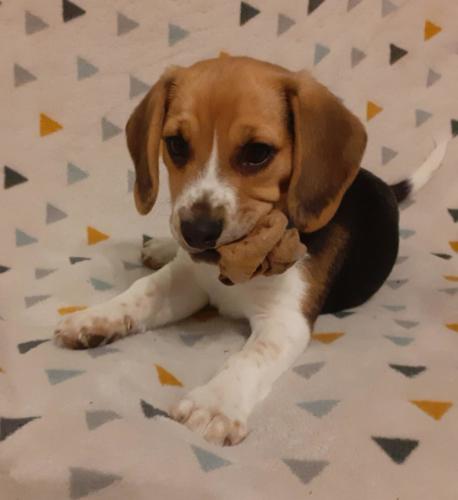 Snoopy